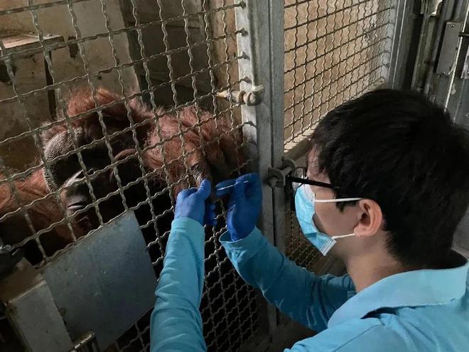 安享晚年 探訪45歲猩猩“森泰”在上海動物園的愜意退休生活